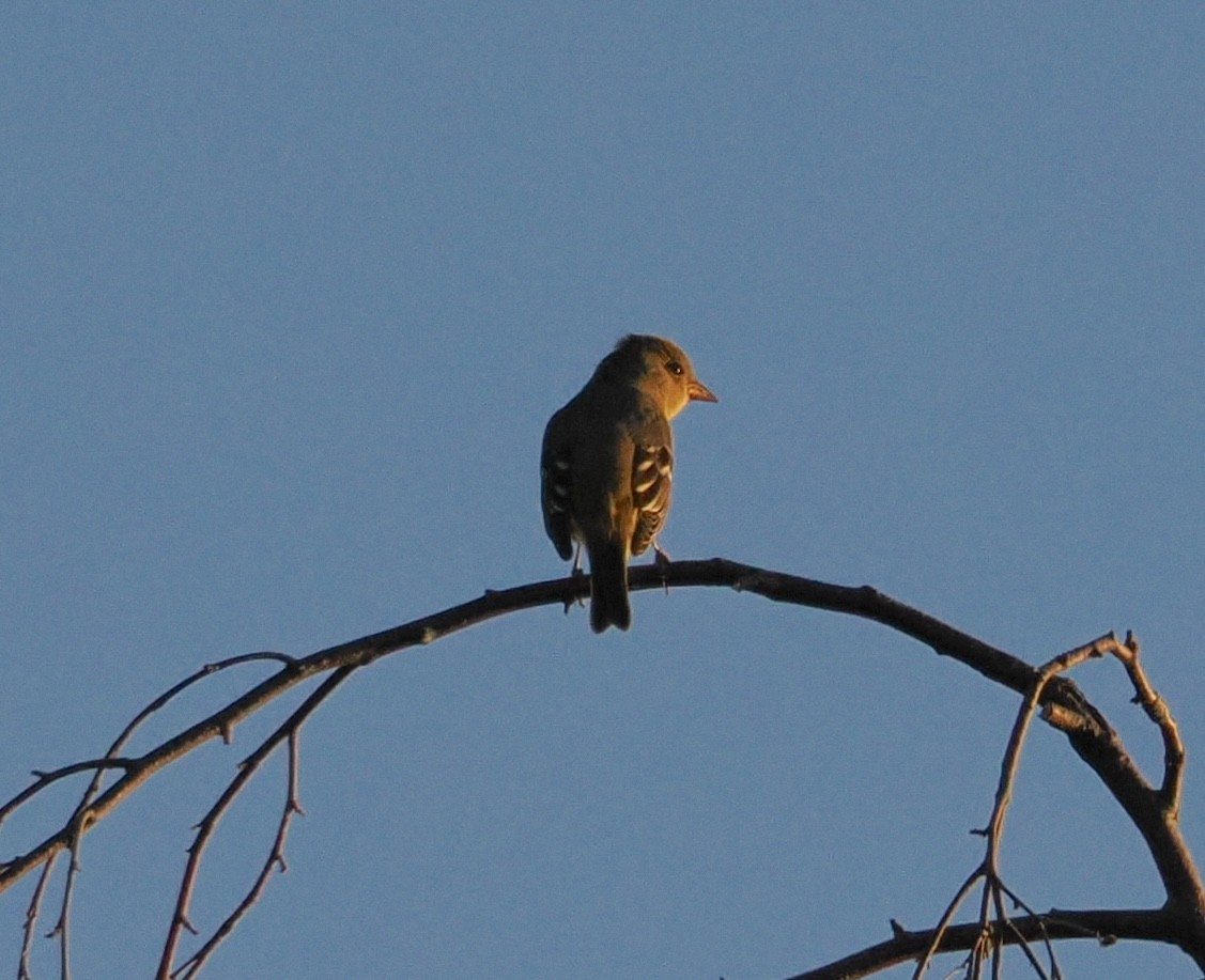Piranga Carirroja - ML642510803