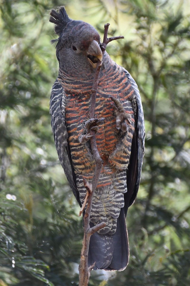Gang-gang Cockatoo - ML642510809