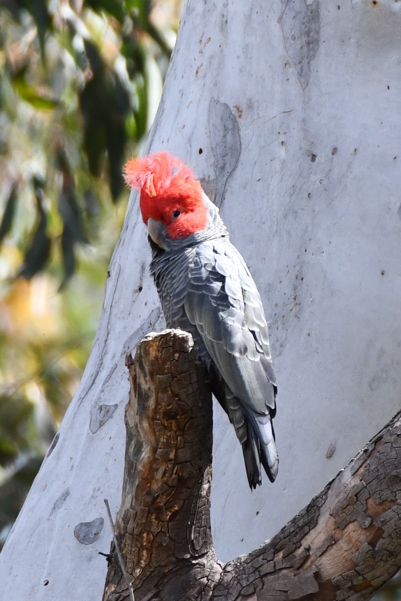 Gang-gang Cockatoo - ML642510810