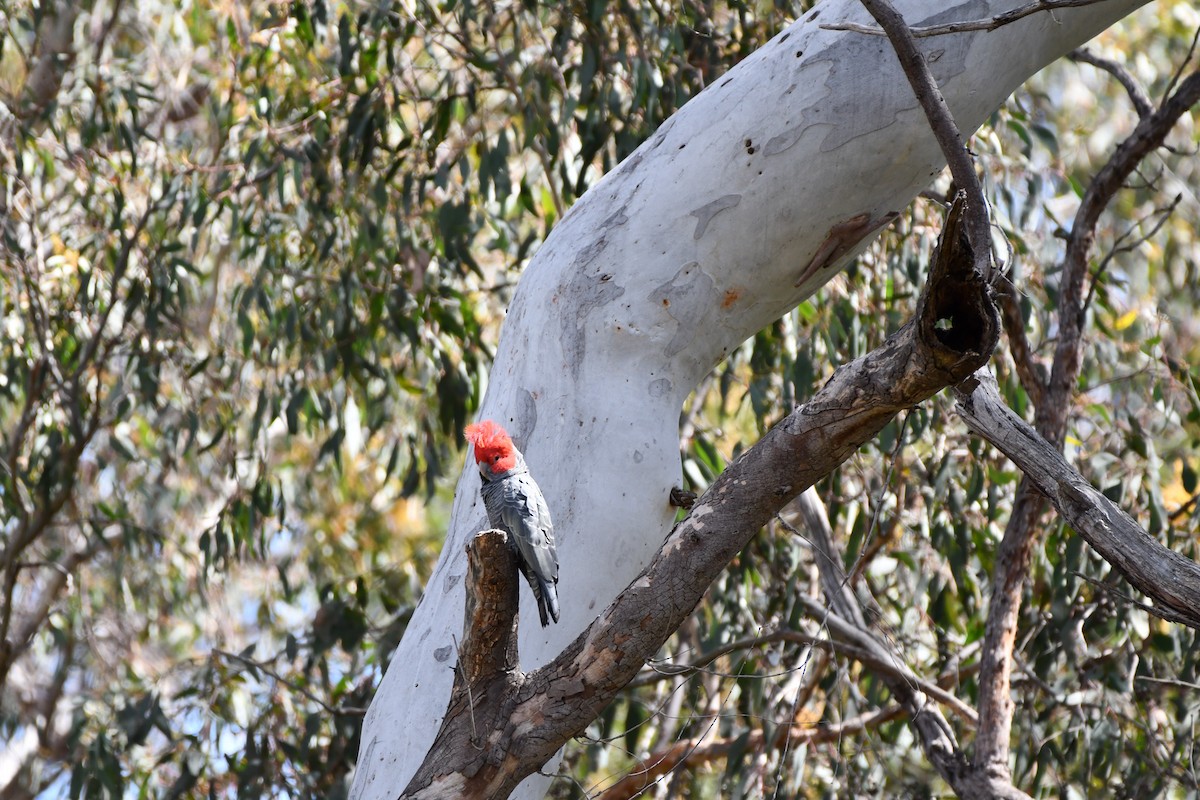 Gang-gang Cockatoo - ML642510811
