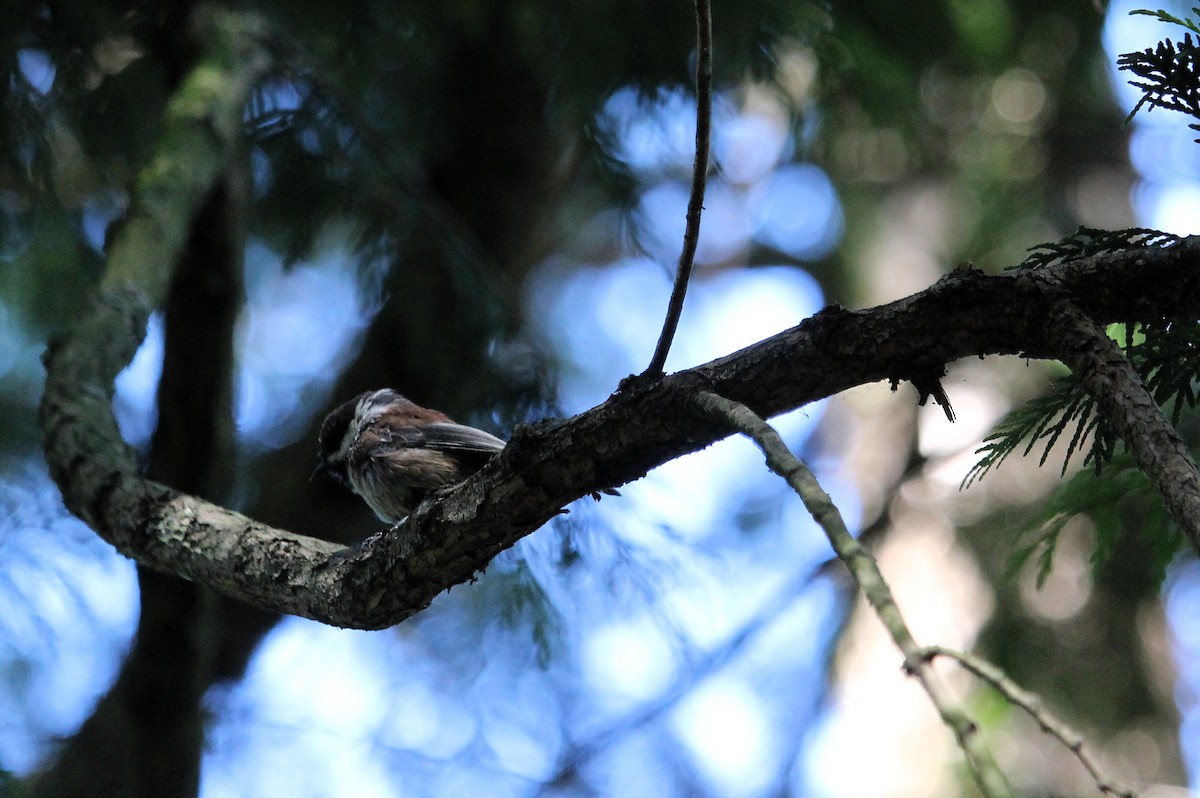 Chestnut-backed Chickadee - ML642510890