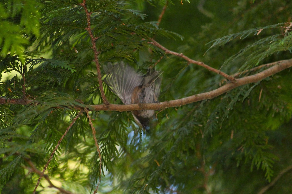 Chestnut-backed Chickadee - ML642510891