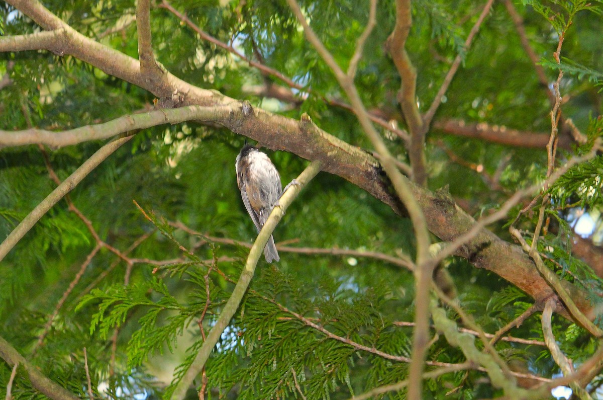 Chestnut-backed Chickadee - ML642510892