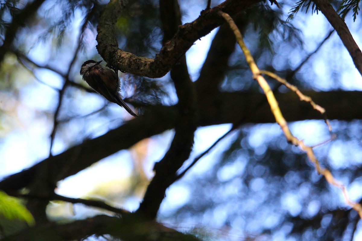 Chestnut-backed Chickadee - ML642510893