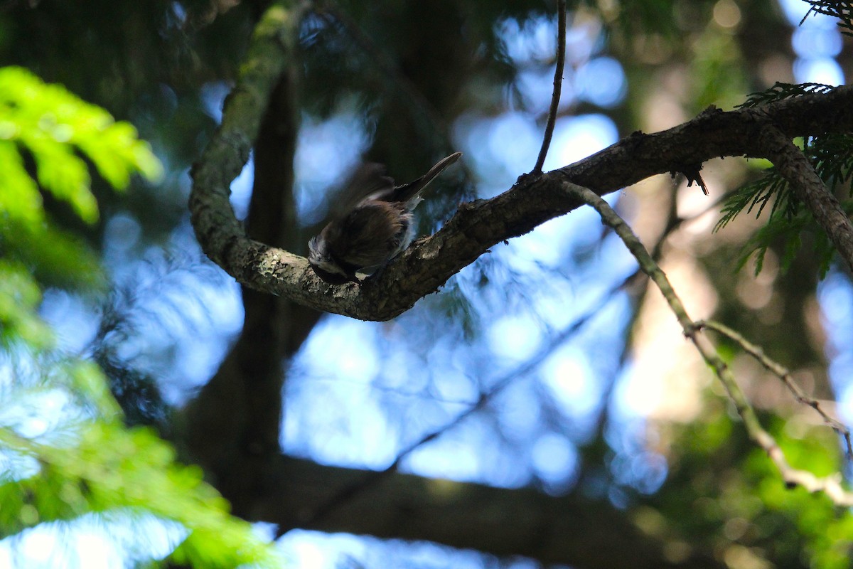 Chestnut-backed Chickadee - ML642510894