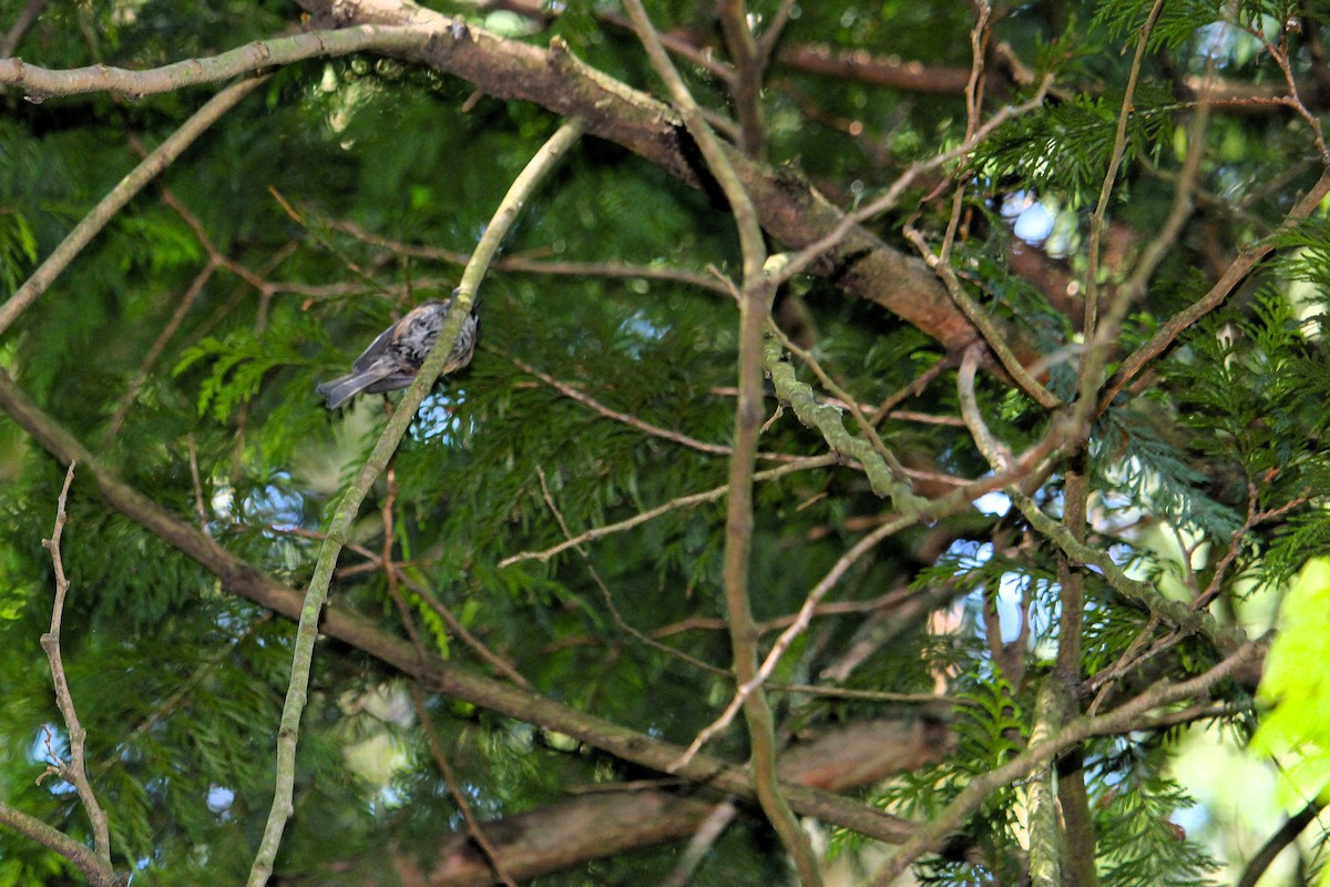 Chestnut-backed Chickadee - ML642510895