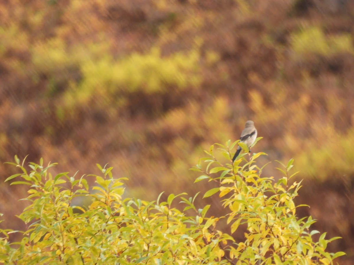 Canada Jay - ML642510897