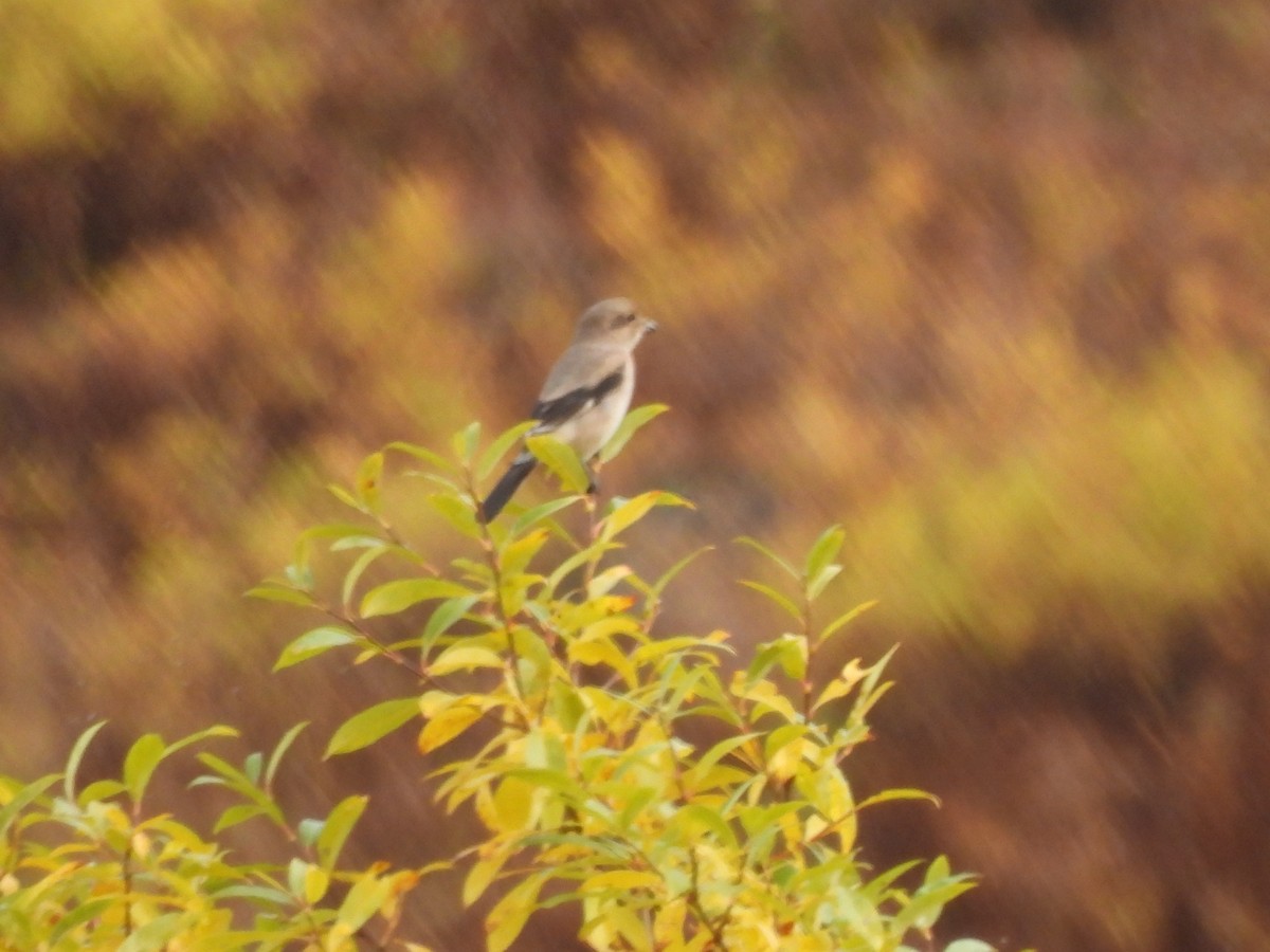 Canada Jay - ML642510898