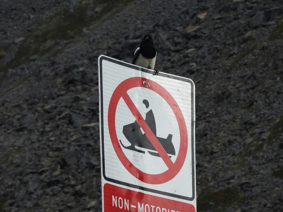 Black-billed Magpie - ML642510904