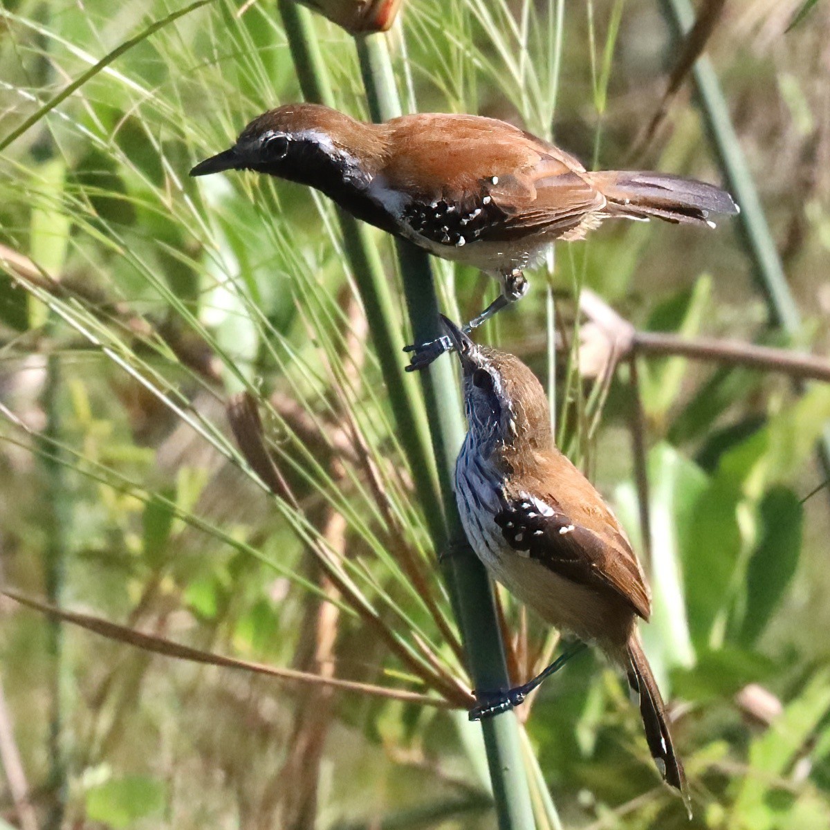 Rusty-backed Antwren - ML642510928
