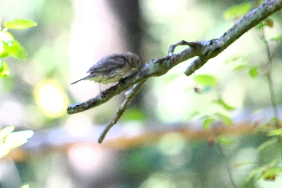 Chestnut-backed Chickadee - ML642510936