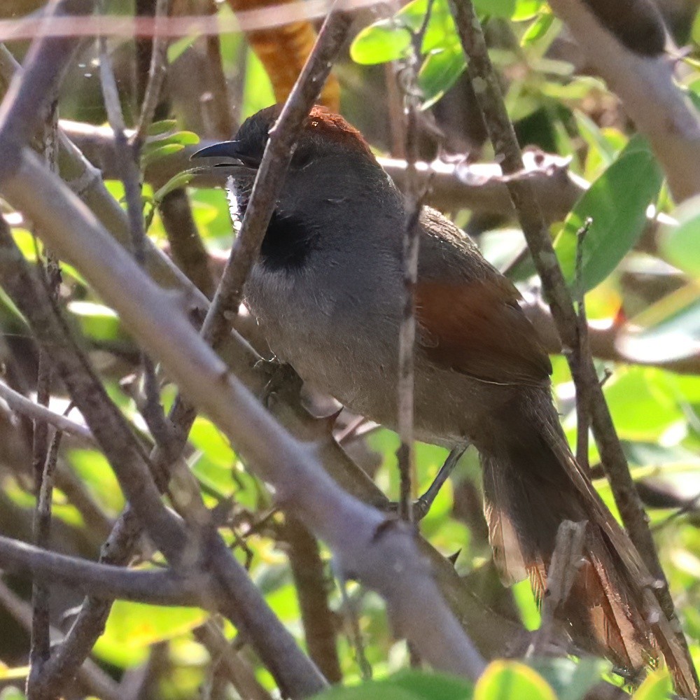 Cinereous-breasted Spinetail - ML642510943