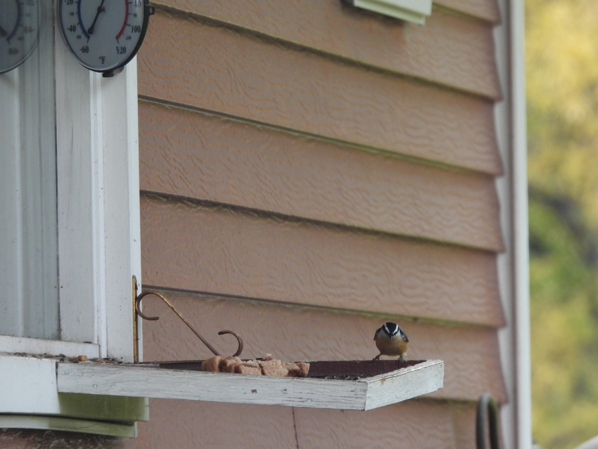 Red-breasted Nuthatch - ML642510976