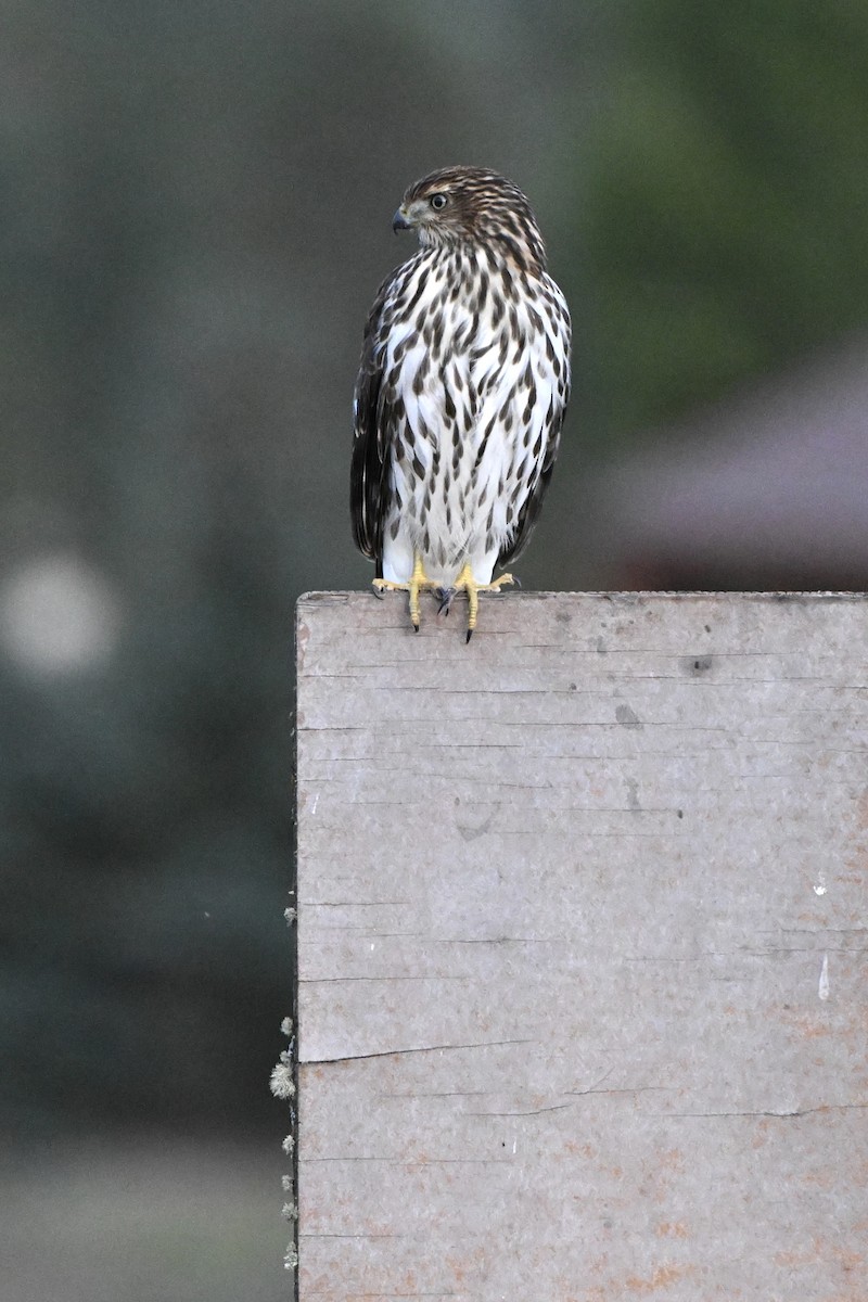 Cooper's Hawk - ML642510992