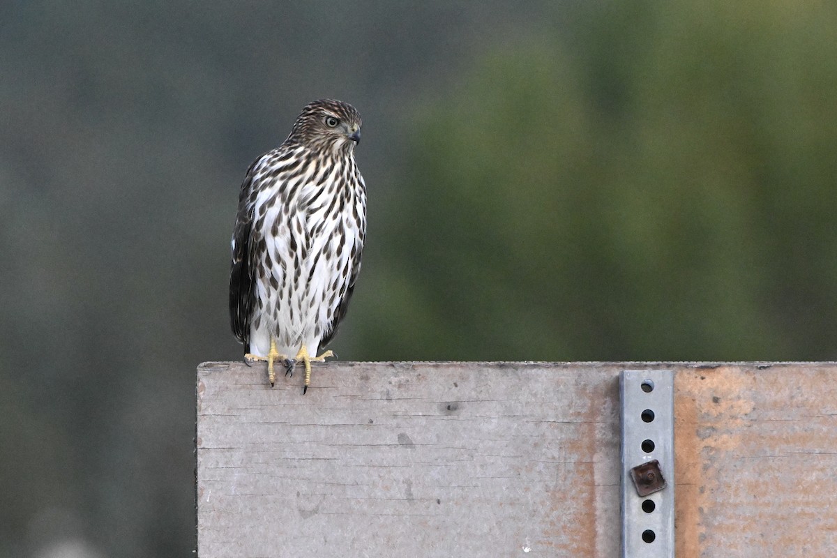 Cooper's Hawk - ML642510993