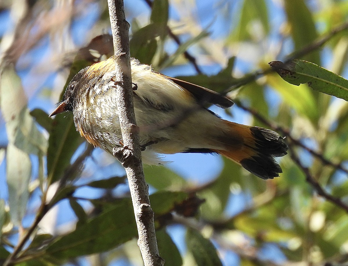 Paruline flamboyante - ML642511008