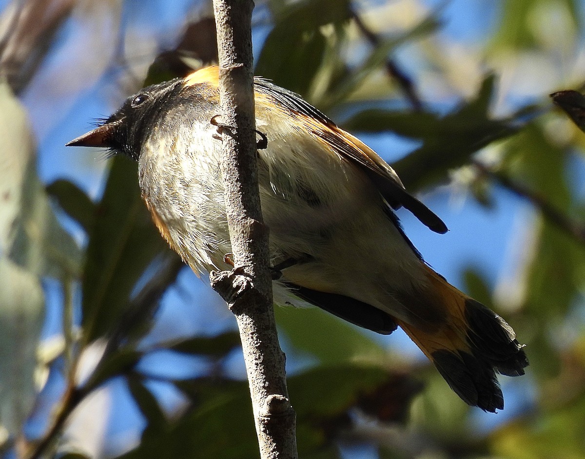 Paruline flamboyante - ML642511009