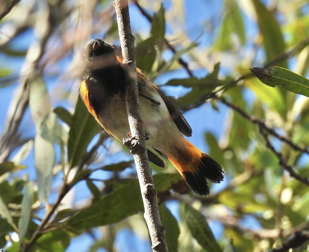 Paruline flamboyante - ML642511010