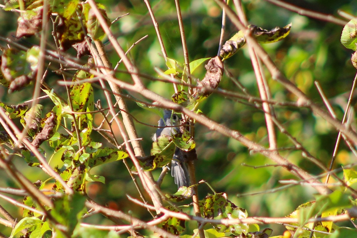 Tufted Titmouse - ML642511027