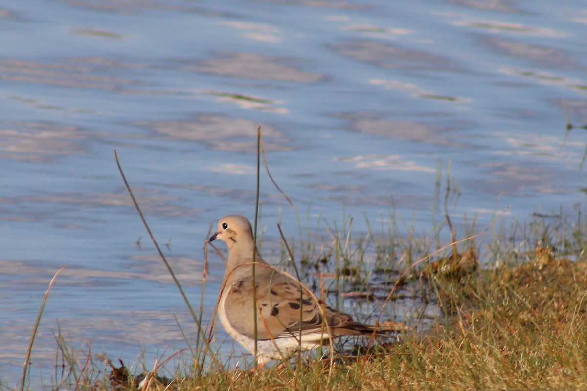Mourning Dove - ML642511031