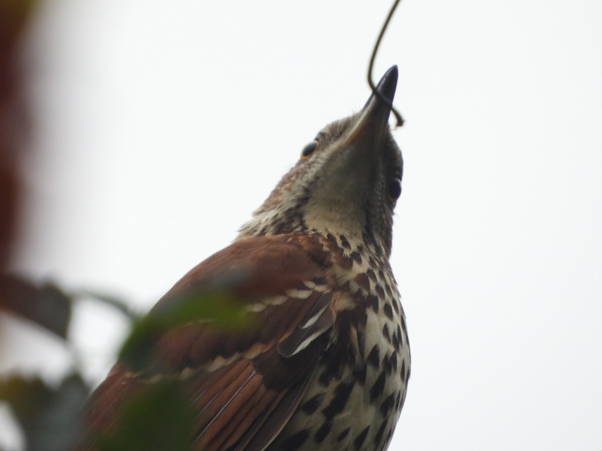 brunspottefugl - ML642511032