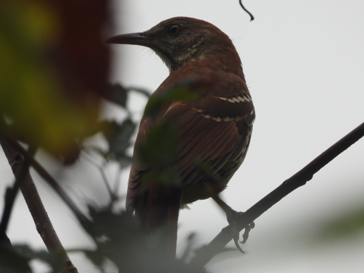 brunspottefugl - ML642511033
