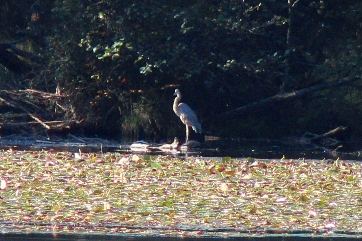 Great Blue Heron - ML642511037