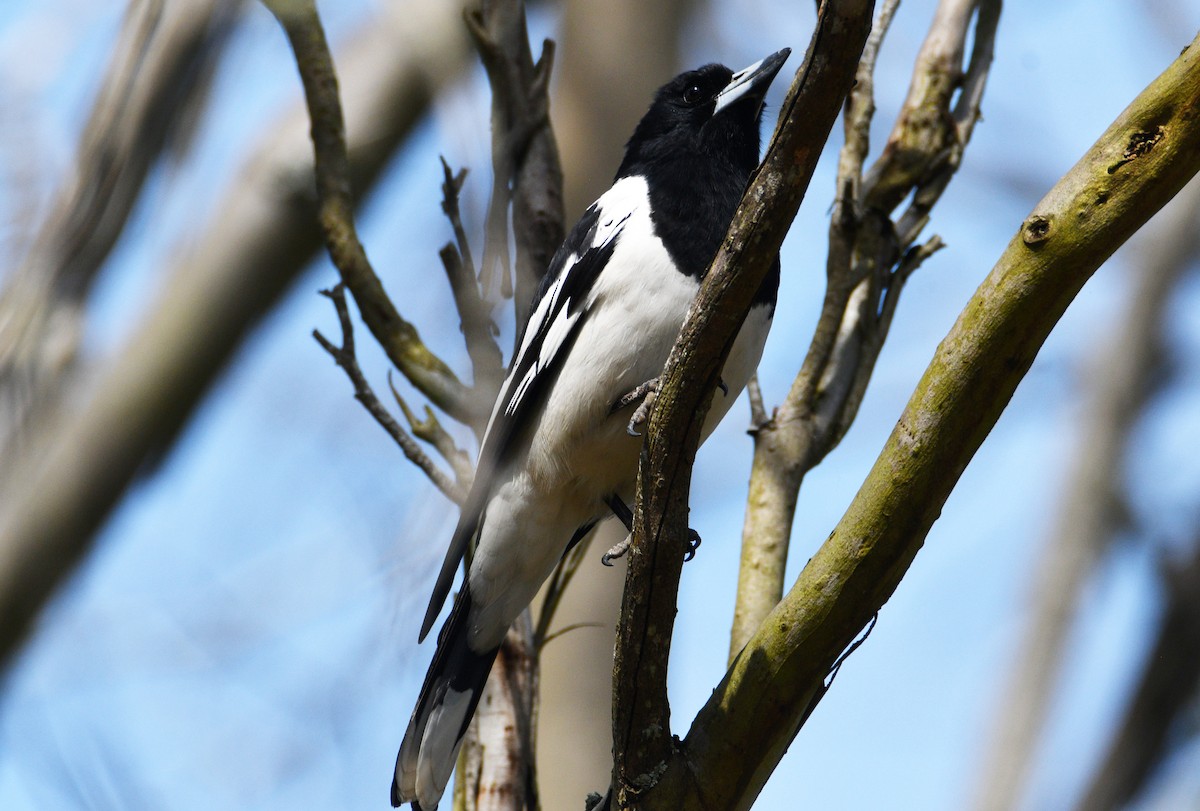 Pied Butcherbird - ML642511045