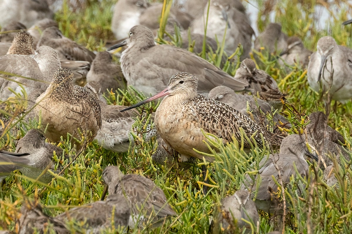 Marbled Godwit - ML642511049