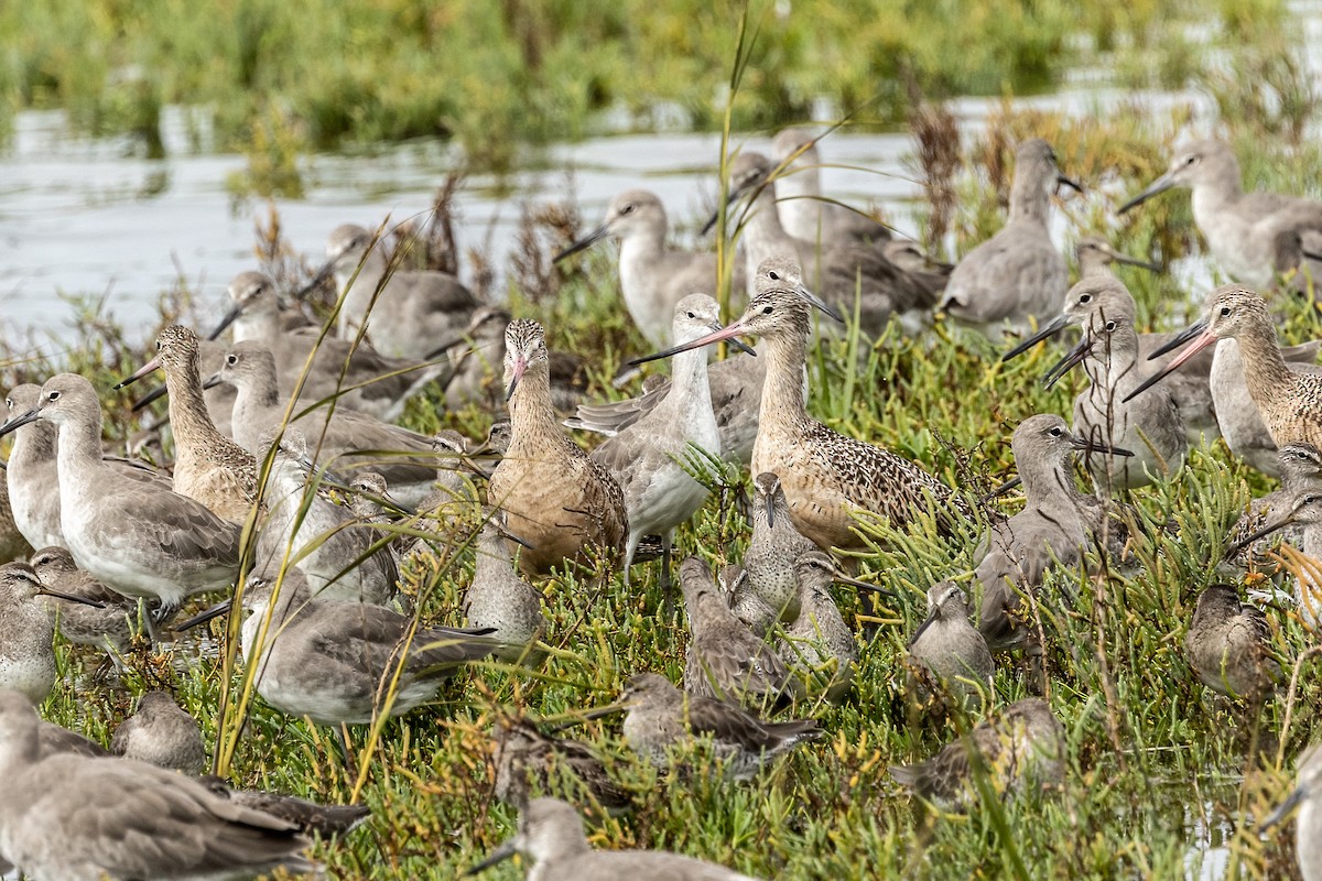 Marbled Godwit - ML642511050