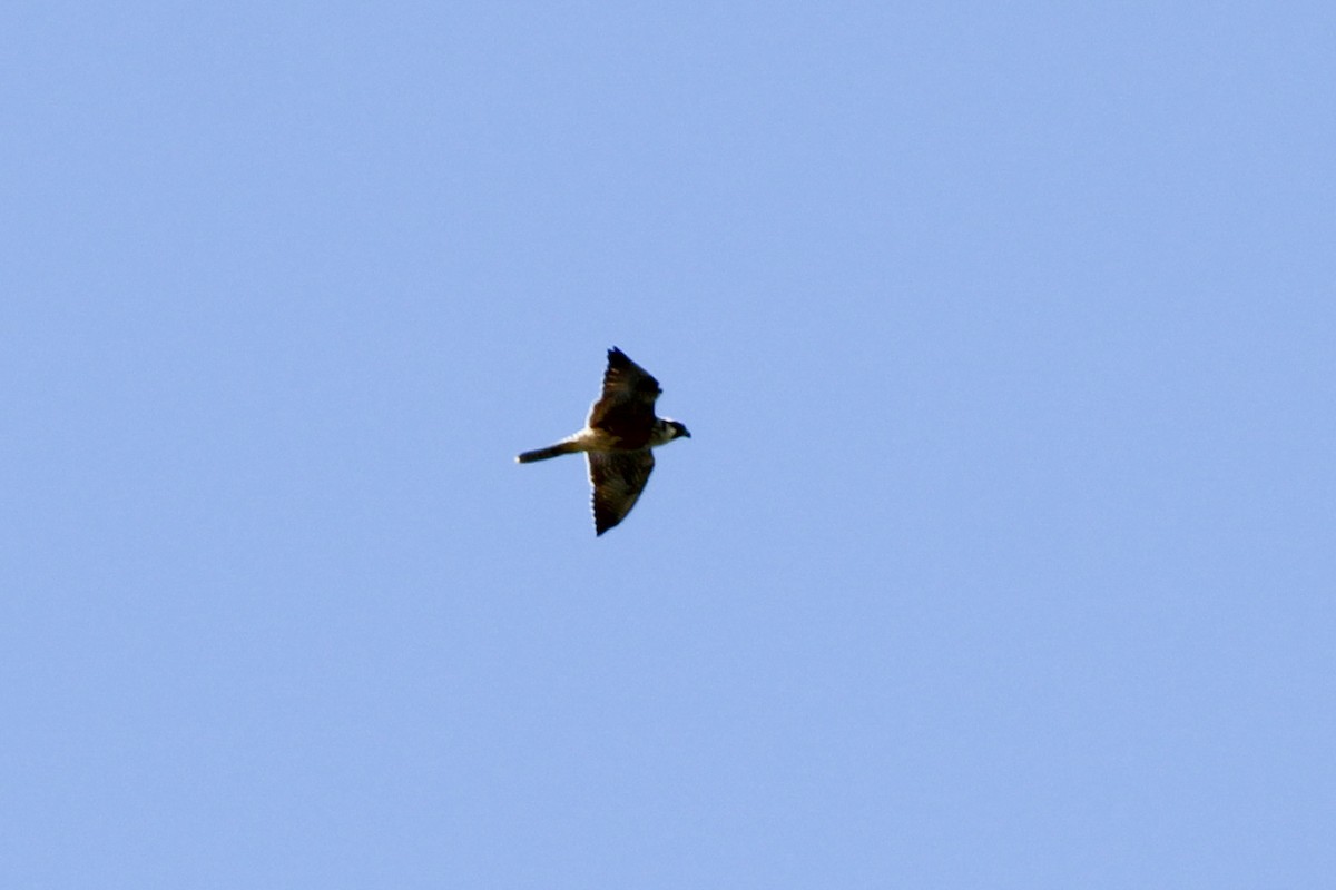 Peregrine Falcon - ML642511093