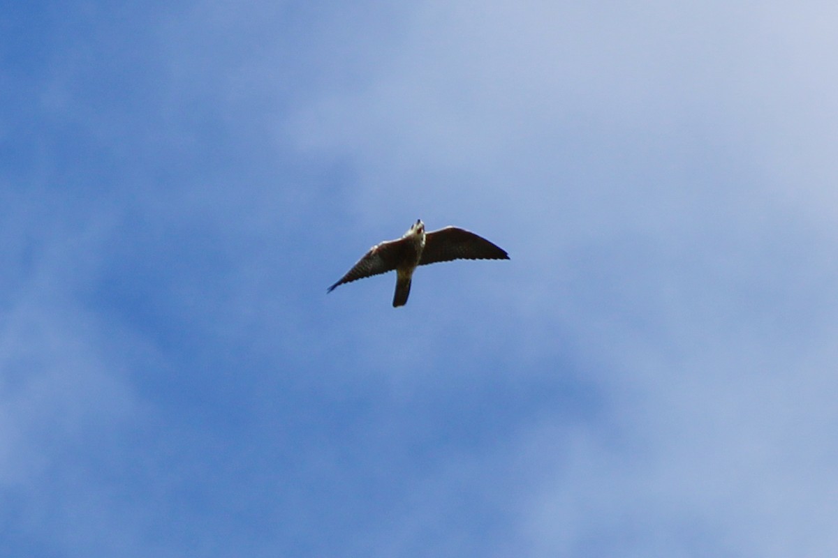 Peregrine Falcon - ML642511094