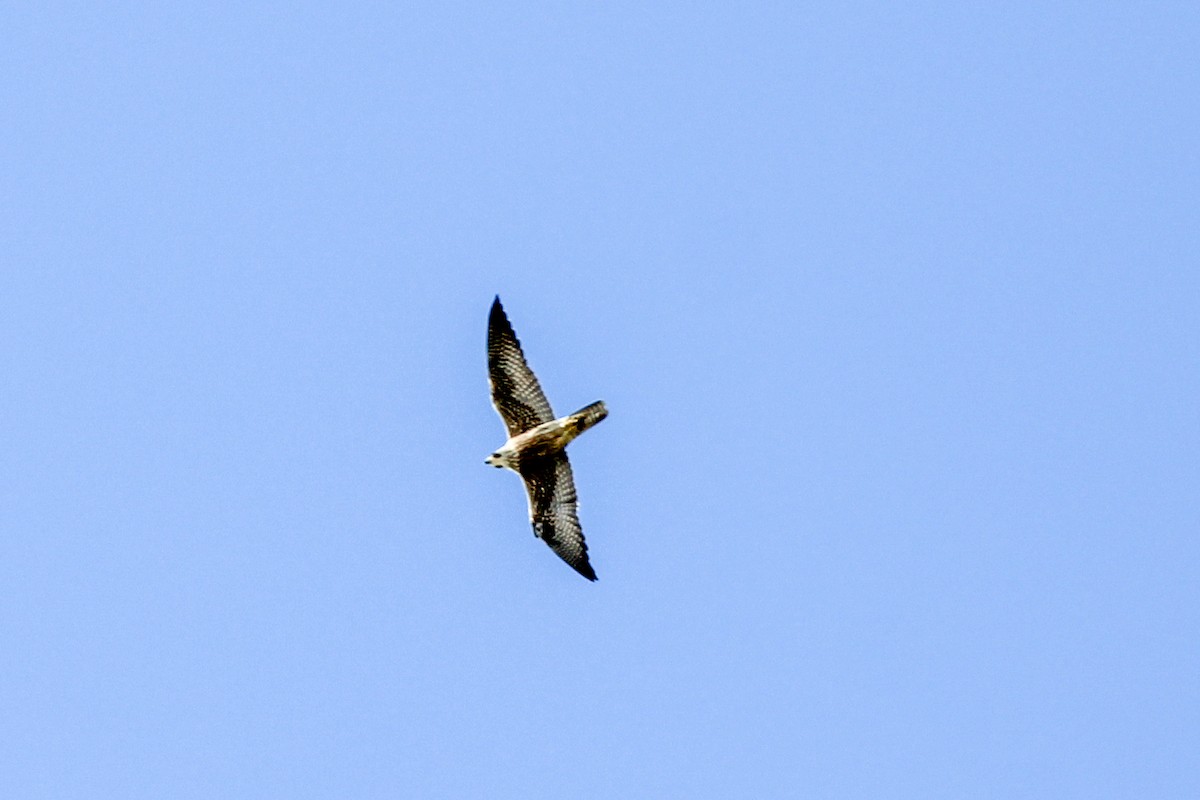 Peregrine Falcon - ML642511096