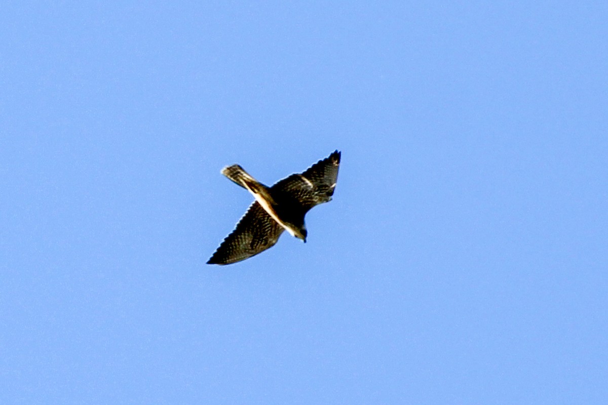 Peregrine Falcon - ML642511097