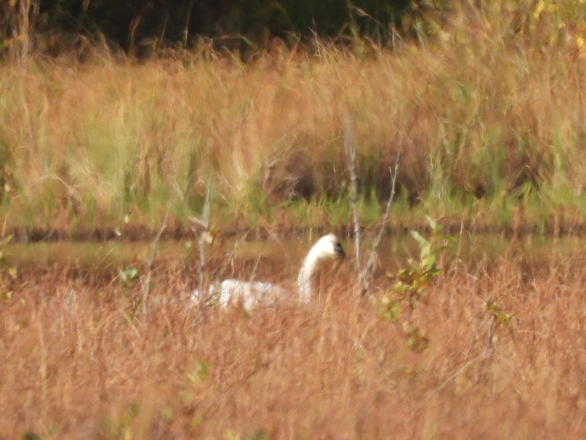 Trumpeter Swan - ML642511112