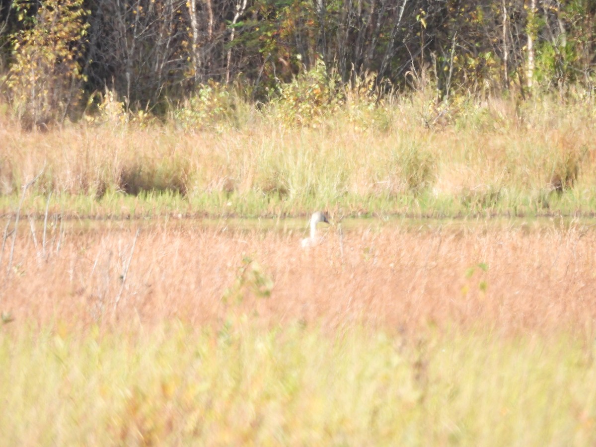 Trumpeter Swan - ML642511113