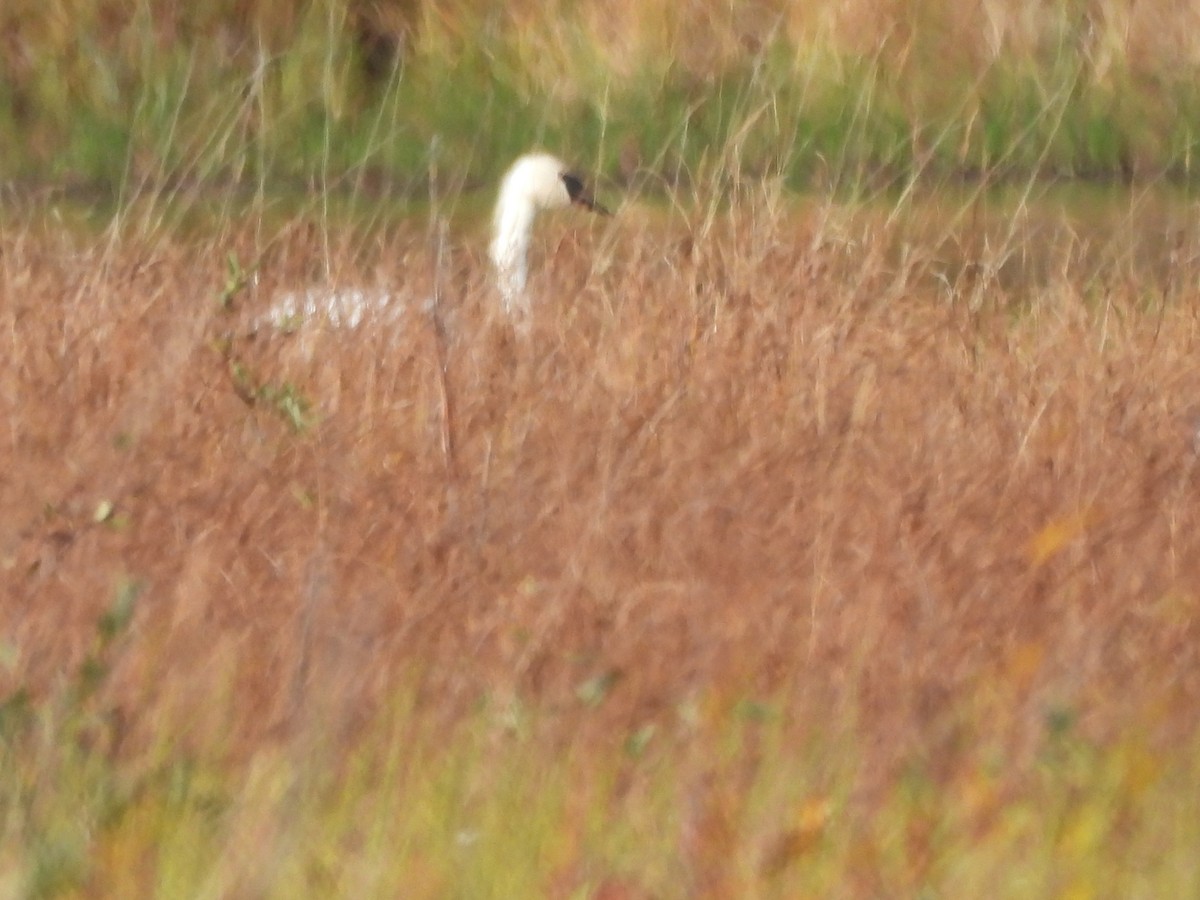 Trumpeter Swan - ML642511116