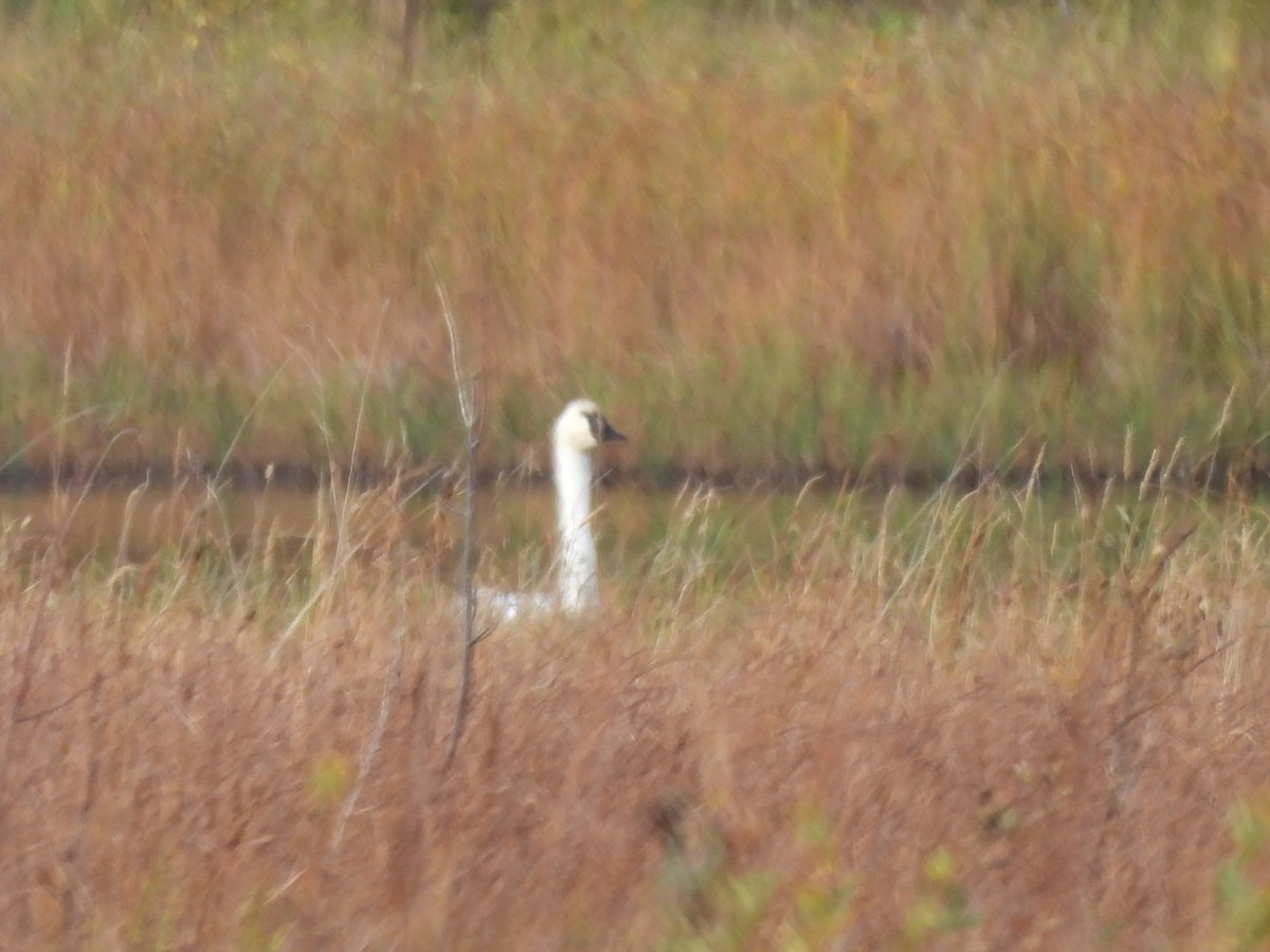 Trumpeter Swan - ML642511117