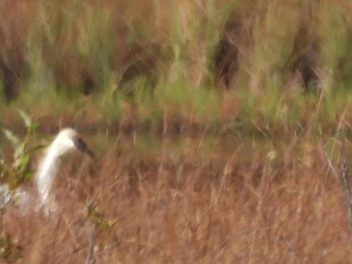 Trumpeter Swan - ML642511118