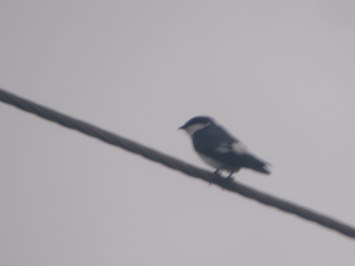 Mangrove Swallow - ML642511137