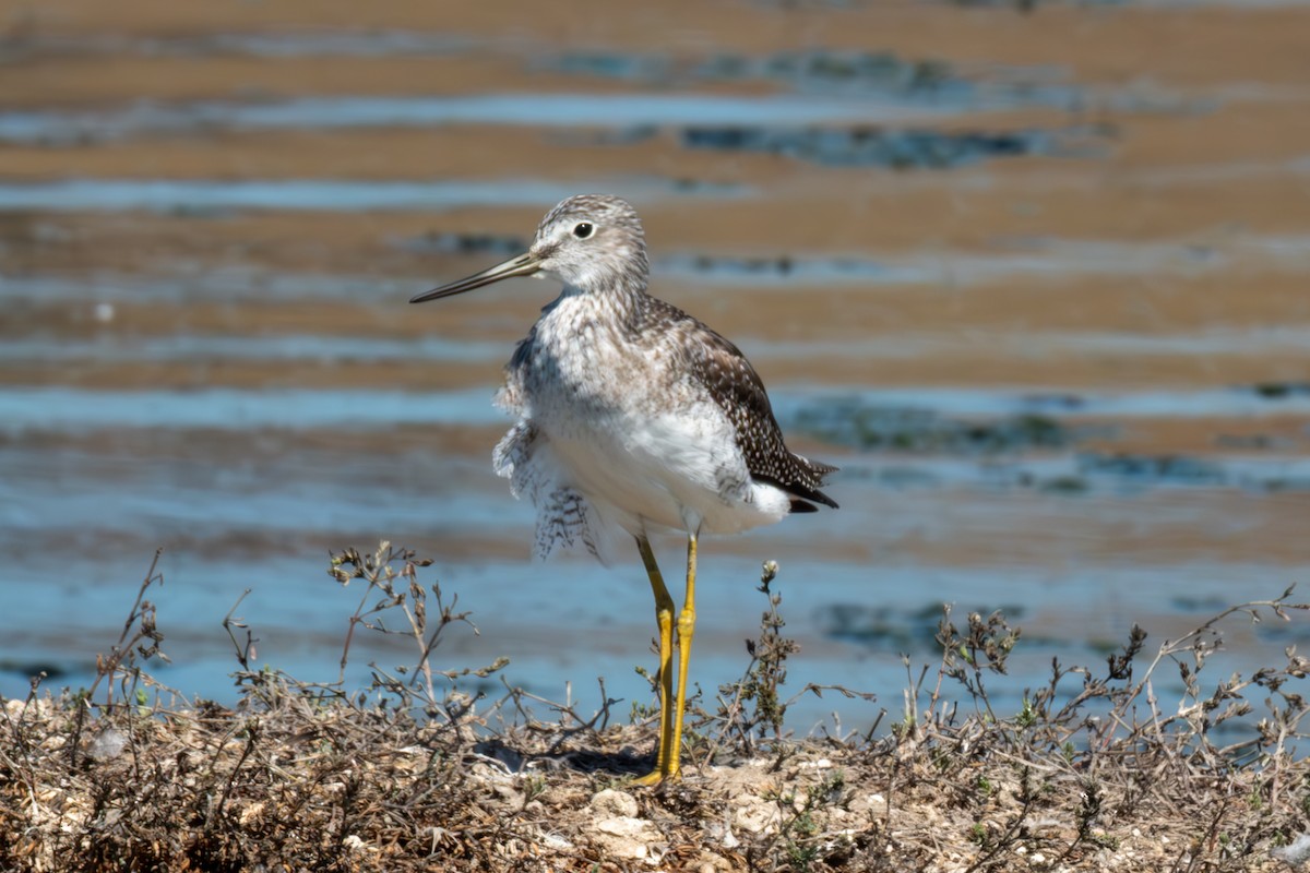 plystresnipe - ML642511148