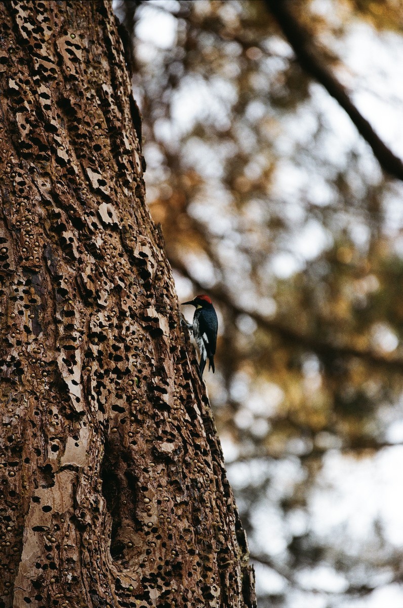 Acorn Woodpecker - ML642511166