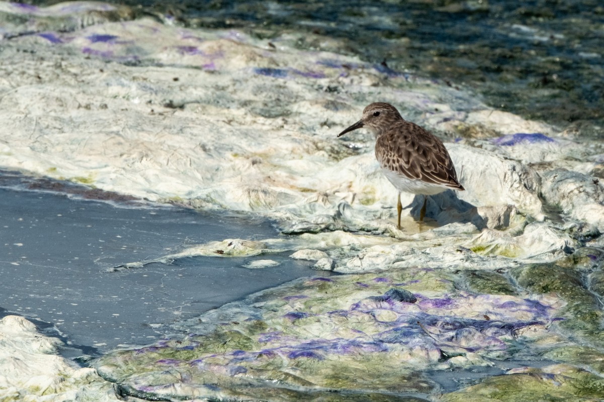 pygmésnipe - ML642511167