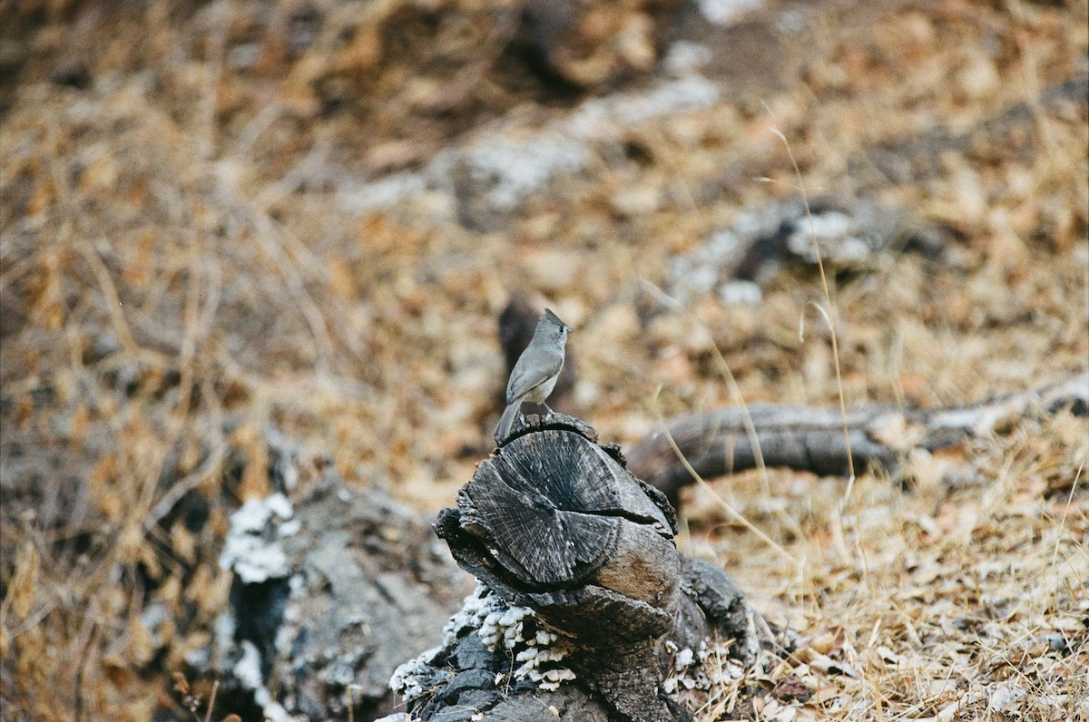 Oak Titmouse - ML642511168