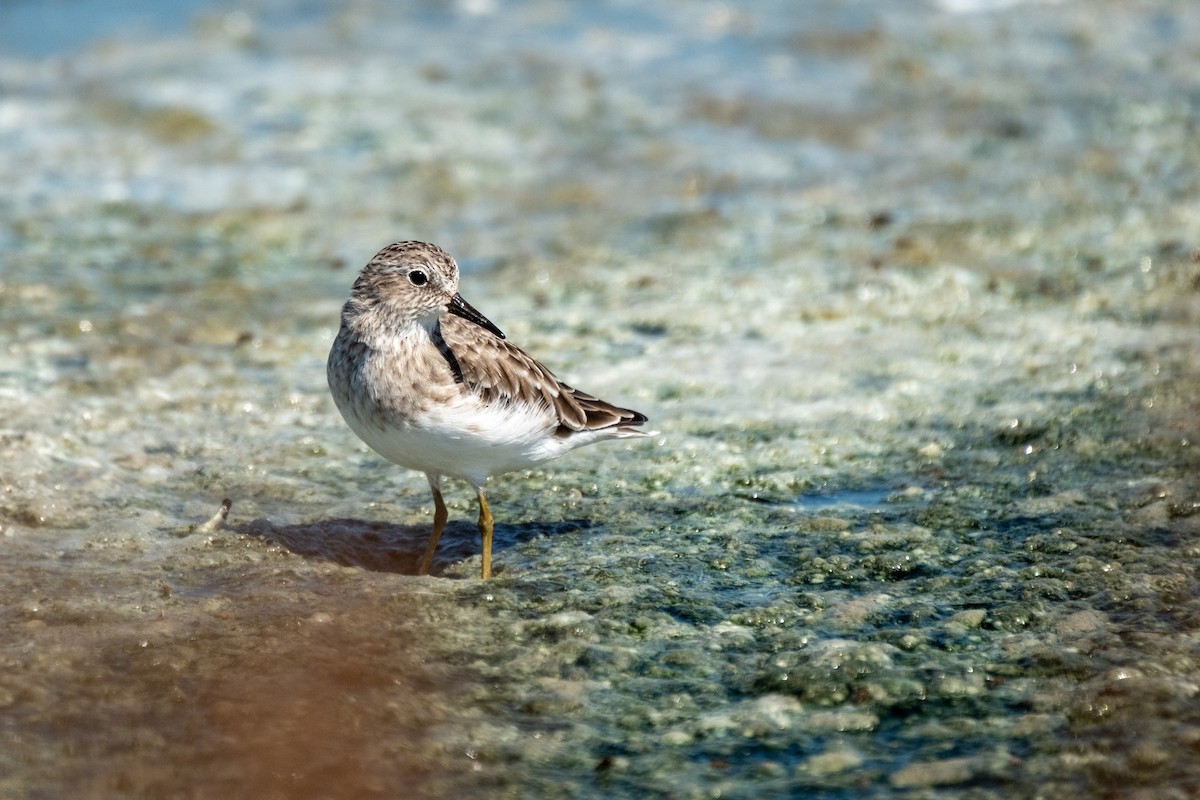 pygmésnipe - ML642511172