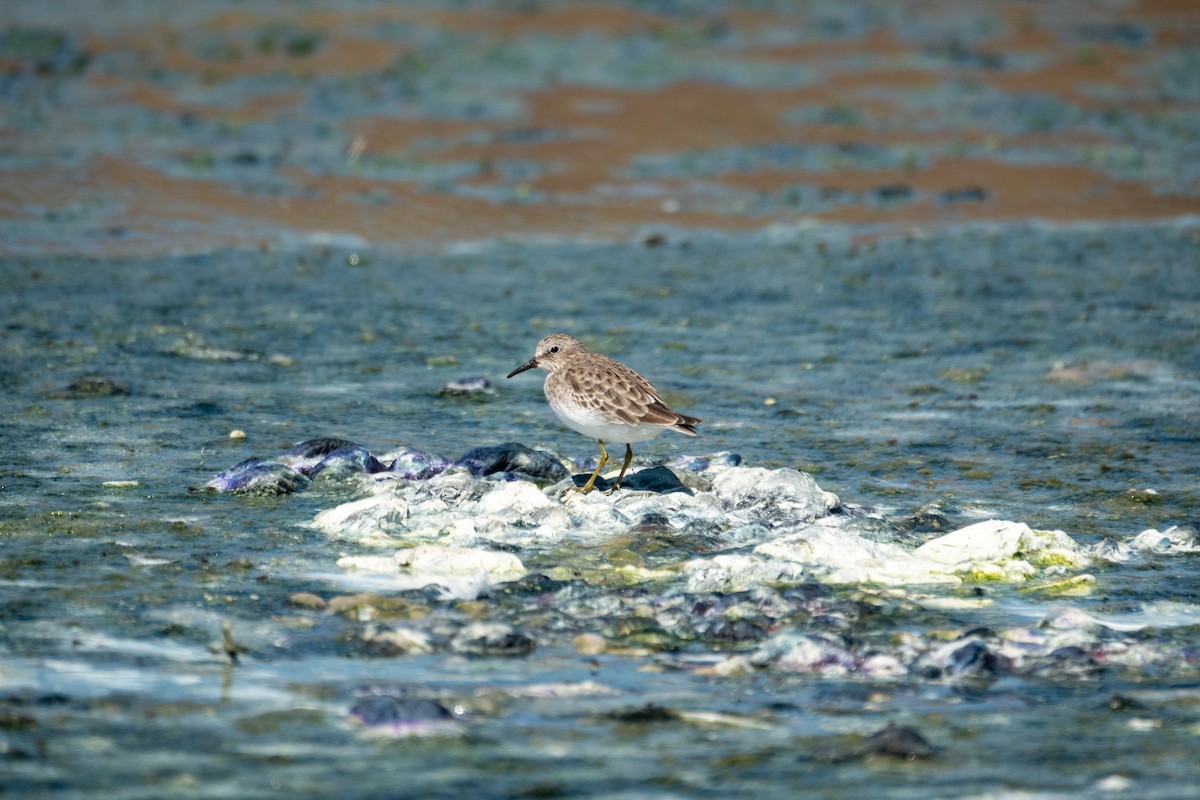 pygmésnipe - ML642511181