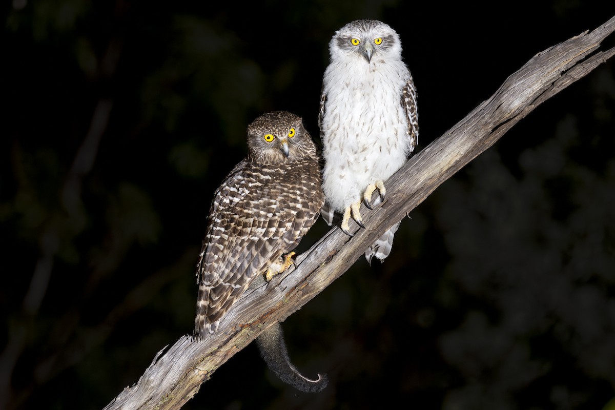 Powerful Owl - ML642511182