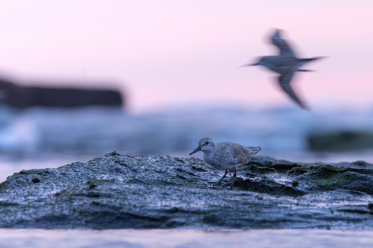 Red Knot - ML642511204