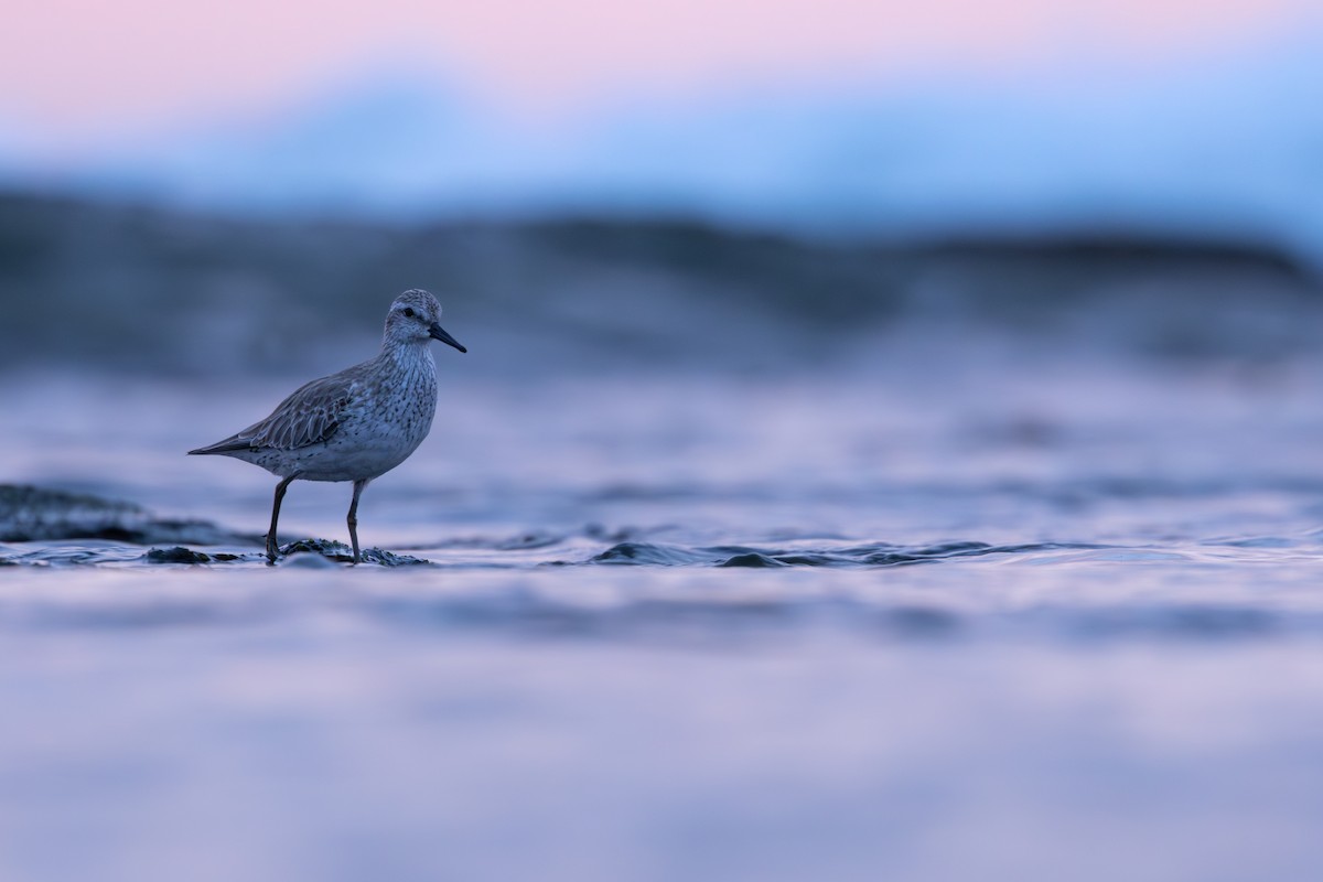 Red Knot - ML642511205