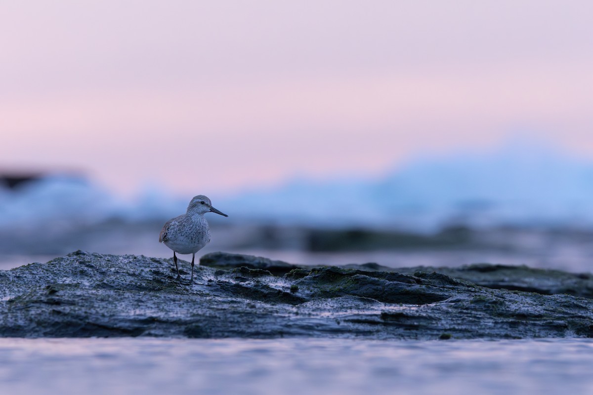 Red Knot - ML642511206